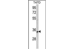 Western blot analysis of TSPAN12 Antibody in T47D cell line lysates (35ug/lane) (TSPAN12 抗体  (C-Term))