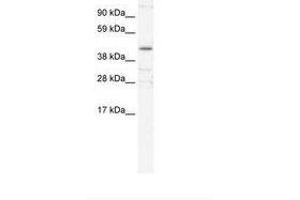 Image no. 2 for anti-YY1 Transcription Factor (YY1) (AA 274-323) antibody (ABIN6735976) (YY1 抗体  (AA 274-323))