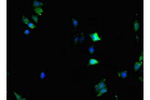Immunofluorescence (IF) image for anti-Karyopherin alpha 2 (RAG Cohort 1, Importin alpha 1) (KPNA2) (AA 2-285) antibody (ABIN7156118)
