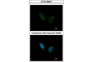 ICC/IF Image Immunofluorescence analysis of methanol-fixed HeLa, using PHKA1, antibody at 1:200 dilution. (PHKA1 抗体  (C-Term))