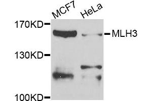 Western blot analysis of extracts of MCF7 and HeLa cells, using MLH3 antibody. (MLH3 抗体)