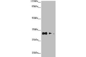 TNRC5 anticorps  (AA 31-278)