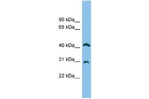 WB Suggested Anti-ADA Antibody Titration: 0. (ADA 抗体  (N-Term))