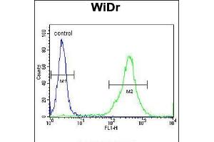 Flow cytometric analysis of WiDr cells (right histogram) compared to a negative control cell (left histogram). (FAM3B 抗体  (N-Term))