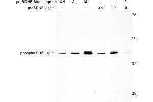 human proBDNF-Biotin protein mediates ERK1/2 activation in TrkB transfected HEK293 cells. (Pro BDNF Protein (Biotin))