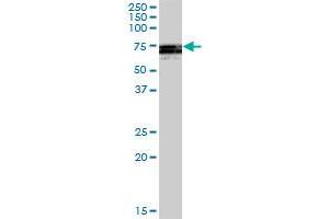 ATG16L1 MaxPab polyclonal antibody. (ATG16L1 抗体  (AA 1-523))