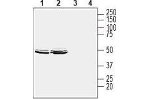 Western blot analysis of human MCF-7 breast adenocarcinoma cell lysate (lanes 1 and 3) and human LNCaP prostate adenocarcinoma cell lysate (lanes 2 and 4): - 1,2. (HOMER2 抗体  (C-Term, Intracellular))