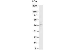 Western blot testing of HRH3 antibody and rat brain tissue lysate (HRH3 抗体  (C-Term))