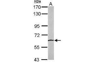 WB Image Sample (50 ug of whole cell lysate) A: mouse liver 7. (SRPR 抗体  (Center))