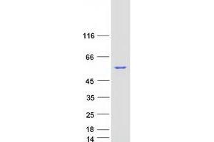 Validation with Western Blot (MTMR2 Protein (Transcript Variant 3) (Myc-DYKDDDDK Tag))