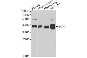 Western blot analysis of extracts of various cell lines, using NAPG antibody. (NAPG 抗体  (AA 1-312))