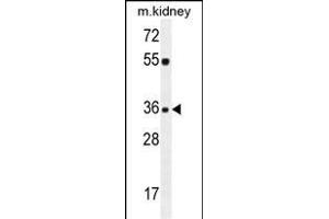 KLF14 Antibody (C-term) (ABIN654237 and ABIN2844068) western blot analysis in mouse kidney tissue lysates (35 μg/lane).