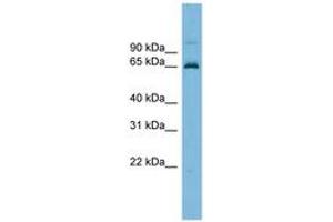 Image no. 1 for anti-Tripartite Motif Containing 25 (TRIM25) (AA 251-300) antibody (ABIN6745233) (TRIM25 抗体  (AA 251-300))