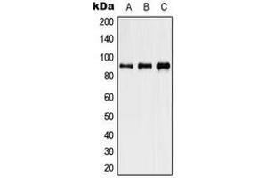 Western blot analysis of HSP90 beta (pS254) expression in HeLa heat shocked-treated (A), NIH3T3 heat shocked-treated (B), PC12 heat shocked-treated (C) whole cell lysates. (HSP90AB1 抗体  (pSer254))