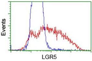 HEK293T cells transfected with either RC212825 overexpress plasmid (Red) or empty vector control plasmid (Blue) were immunostained by anti-LGR5 antibody (ABIN2454609), and then analyzed by flow cytometry. (LGR5 抗体  (AA 250-550))