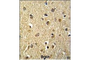 Formalin-fixed and paraffin-embedded human brain reacted with NKRF Antibody (Center), which was peroxidase-conjugated to the secondary antibody, followed by DAB staining. (NKRF 抗体  (AA 205-233))