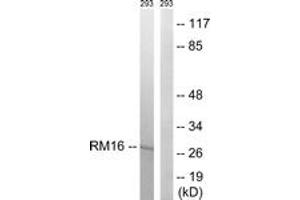 Western Blotting (WB) image for anti-Mitochondrial Ribosomal Protein L16 (MRPL16) (AA 171-220) antibody (ABIN2890050) (MRPL16 抗体  (AA 171-220))