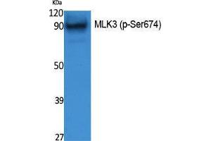 Western Blotting (WB) image for anti-Mitogen-Activated Protein Kinase Kinase Kinase 11 (MAP3K11) (pSer674) antibody (ABIN3183070) (MAP3K11 抗体  (pSer674))