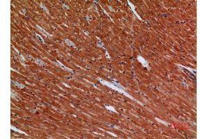Immunohistochemistry (IHC) analysis of paraffin-embedded Mouse Heart, antibody was diluted at 1:100. (ANGPTL1 抗体  (Internal Region))