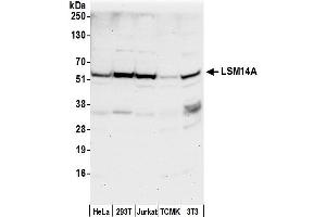 anti-LSM14A, SCD6 Homolog A (LSM14A) (AA 325-375) antibody