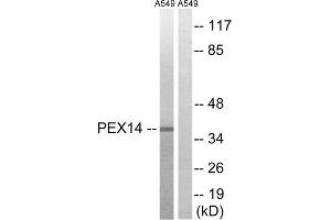 Western blot analysis of extracts from A549 cells, using PEX14 antibody. (PEX14 抗体  (Internal Region))