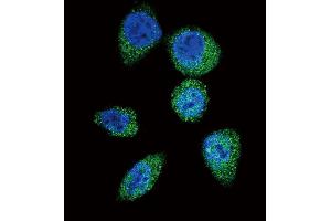 Confocal immunofluorescent analysis of mTOR (FR) Antibody  (ABIN390217 and ABIN2840698) with Hela cell followed by Alexa Fluor 488-conjugated goat anti-rabbit lgG (green). (MTOR 抗体  (AA 2459-2488))