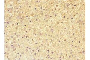 Immunohistochemistry of paraffin-embedded human adrenal gland tissue using ABIN7143271 at dilution of 1:100 (ADAMTSL4 抗体  (AA 795-1074))
