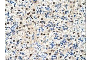 Image no. 2 for anti-Zinc Finger Protein 326 (ZNF326) (C-Term) antibody (ABIN203297) (ZNF326 抗体  (C-Term))