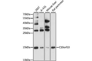 Western blot analysis of extracts of various cell lines, using C19orf10 antibody (ABIN1871376) at 1:1000 dilution. (C19orf10 抗体)