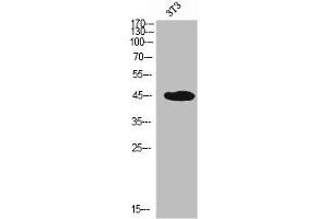 Western Blot analysis of NIH-3T3 cells using PSGL-1 Polyclonal Antibody (SELPLG 抗体  (N-Term))