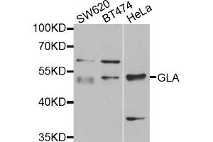 Western blot analysis of extracts of various cell lines, using GLA antibody (ABIN1875410) at 1:1000 dilution. (GLA 抗体)