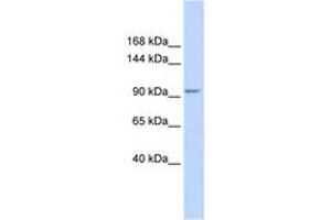 Image no. 1 for anti-Potassium Channel Tetramerisation Domain Containing 19 (KCTD19) (AA 36-85) antibody (ABIN6740505) (KCTD19 抗体  (AA 36-85))