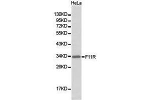 Western Blotting (WB) image for anti-F11 Receptor (F11R) antibody (ABIN1872624) (F11R 抗体)