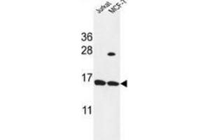 Western blot analysis in Jurkat,MCF-7 cell line lysates (35ug/lane) using SPRR1A / Cornifin-A Antibody (C-term). (SPRR1A 抗体  (C-Term))