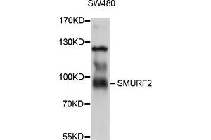 Western blot analysis of extracts of SW480 cells, using SMURF2 antibody (ABIN5998898) at 1/1000 dilution. (SMURF2 抗体)