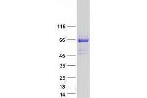 Western Blotting (WB) image for Mitogen-Activated Protein Kinase Kinase Kinase 19 (MAP3K19) (Transcript Variant 2) protein (Myc-DYKDDDDK Tag) (ABIN2735734)