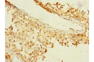 Immunohistochemistry of paraffin-embedded human testis tissue using ABIN7145902 at dilution of 1:100 (BTNL3 抗体  (AA 18-237))