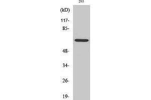 Western Blot (WB) analysis of 293 cells using GNL3L Polyclonal Antibody. (GNL3L 抗体  (Internal Region))