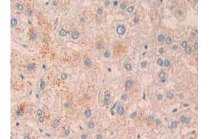 Detection of CD10 in Human Liver Tissue using Polyclonal Antibody to Neprilysin (CD10) (MME 抗体  (AA 382-538))