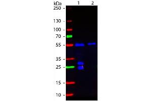 Western blot of Fluorescein conjugated Goat F(ab’)2 Anti-Hamster IgG Pre-Adsorbed secondary antibody. (山羊 anti-Armenian Hamster IgG (Heavy & Light Chain) Antibody (FITC) - Preadsorbed)