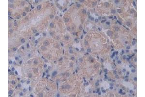 DAB staining on IHC-P; Samples: Mouse Kidney Tissue (PCSK1 抗体  (AA 244-530))