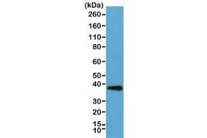 Wester blot testing of human HeLa cell lysate with recombinant Synaptophysin antibody. (Recombinant Synaptophysin 抗体  (C-Term))