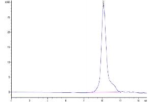 Size-exclusion chromatography-High Pressure Liquid Chromatography (SEC-HPLC) image for Inducible T-Cell Co-Stimulator (ICOS) (AA 21-144), (C137S), (C138S) protein (His tag) (ABIN7274841)