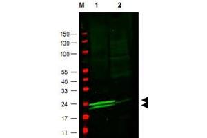 Western blot using MYL9 polyclonal antibody  to detect vascular myosin (rat aorta, lane 1), but not cardiac myosin (mouse heart, lane2). (MYL9 抗体  (AA 12-27))