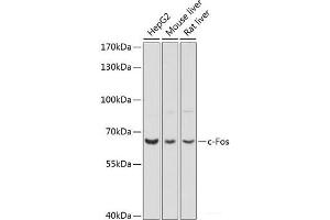 Western blot analysis of extracts of various cell lines using c-Fos Polyclonal Antibody at dilution of 1:1000. (c-FOS 抗体)