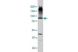 EML1 monoclonal antibody (M01A), clone 5G3 Western Blot analysis of EML1 expression in HepG2 . (EML1 抗体  (AA 1-99))