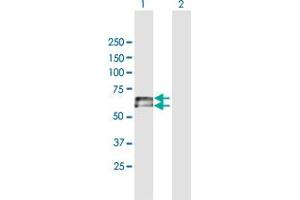 Western Blot analysis of IGHD expression in transfected 293T cell line by IGHD MaxPab polyclonal antibody. (IgD 抗体  (AA 1-576))