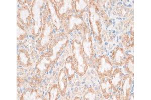 Immunohistochemistry of paraffin-embedded Mouse kidney using HMGA1 Polyclonal Antibody at dilution of 1:100 (40x lens). (HMGA1 抗体)