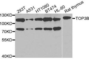 Western blot analysis of extracts of various cells, using TOP3B antibody. (TOP3B 抗体)