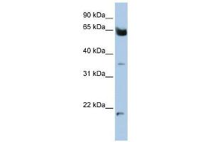 Western Blot showing HOMEZ antibody used at a concentration of 1-2 ug/ml to detect its target protein. (HOMEZ 抗体  (N-Term))